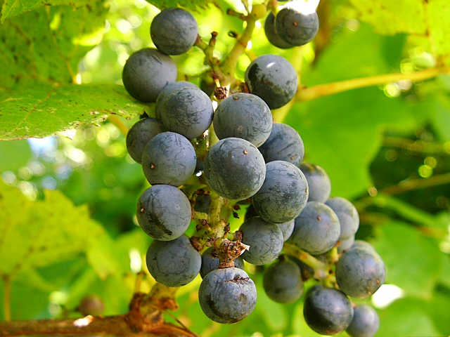 een van de vele gezonde druiven rassen
